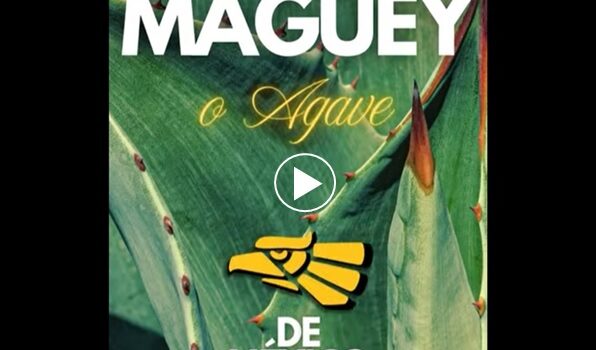 El maguey o agave